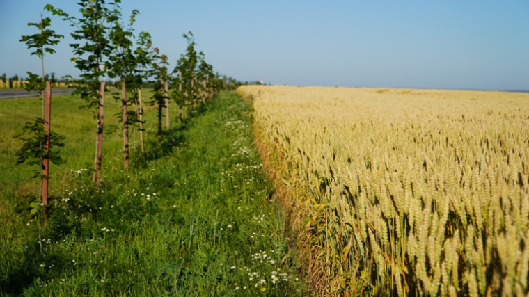 Объезд полей Борисовского района.