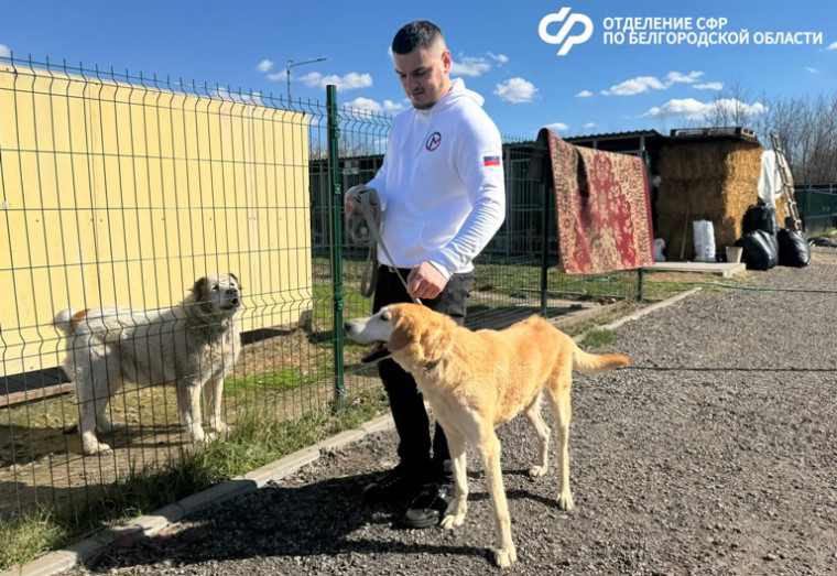 Отделение СФР по Белгородской области передало более 500 кг гуманитарной помощи приюту для бездомных животных.