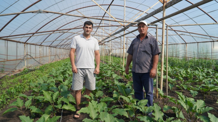 Семья Мхитарян из села Стригуны занимается выращиванием овощей.